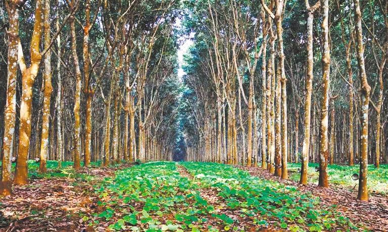 發展產業調研】林下生金AG真人app【高質量(圖1) 發展產業調研】林下生金AG真人app【高質量(圖1)