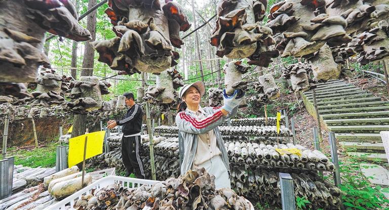 發展產業調研】林下生金AG真人app【高質量(圖3) 發展產業調研】林下生金AG真人app【高質量(圖3)